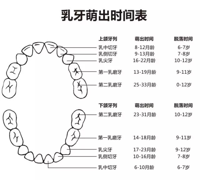 尚佳專(zhuān)業(yè)月嫂丨何時(shí)長(cháng)牙才算正常？